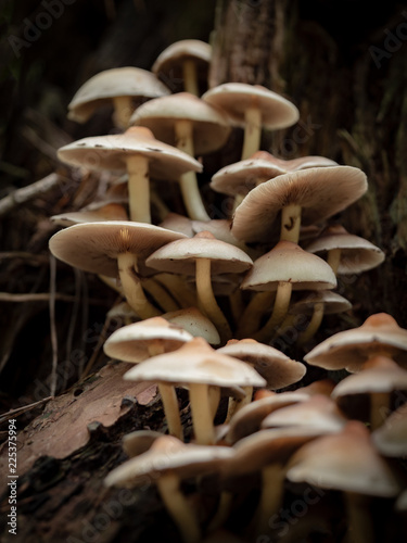 mushroom