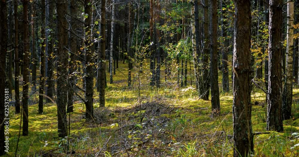 Deep forest at windy sunny day with swaying young trees Deep forest at windy sunny day with swaying young trees