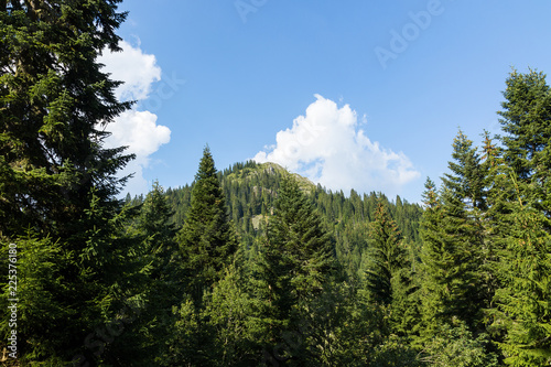 Mountain of Boge  Rogove surrounded by fir trees