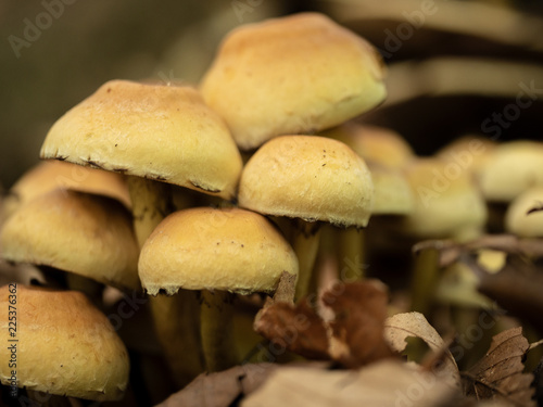 mushroom