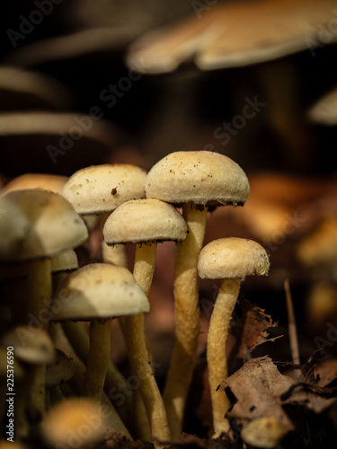 mushroom