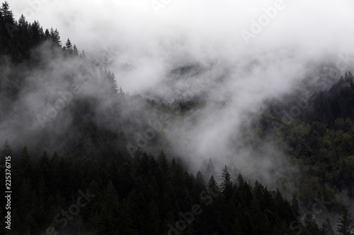 Fog in the forest  North Cascades National Park  WA  USA. 