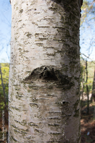 View of the trunk of a birch tree.