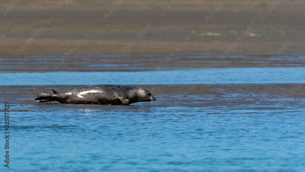 Fototapeta premium Harbor seal in California, lying on the coast, portrait 