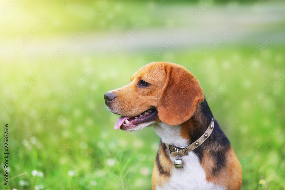 Beagle dog sitting on the wild flower field.