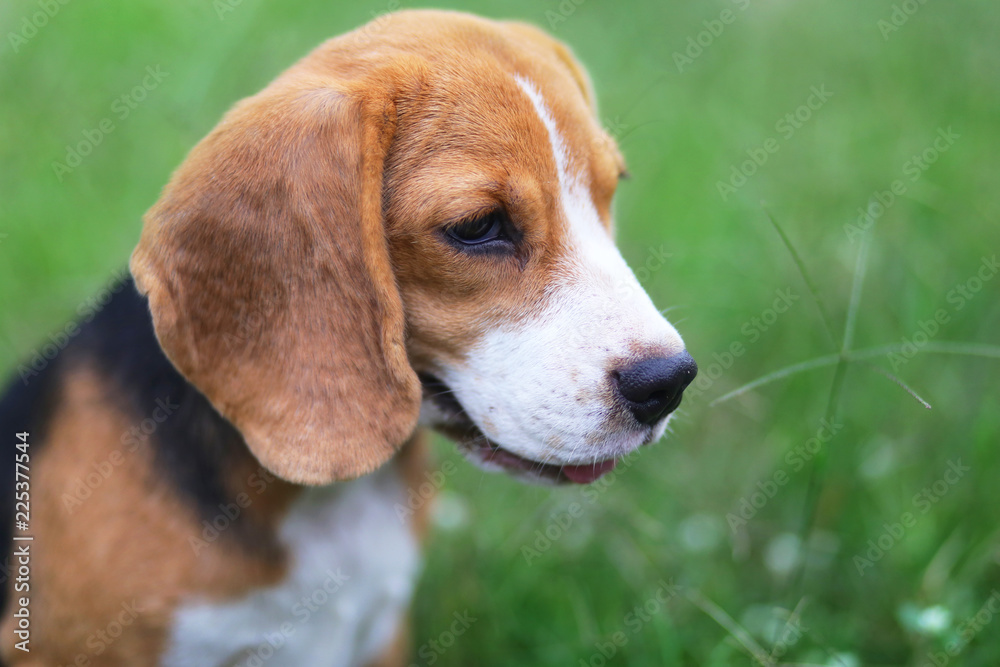 Close up portrait of a cute beagle dog while sitting on the green grass.
