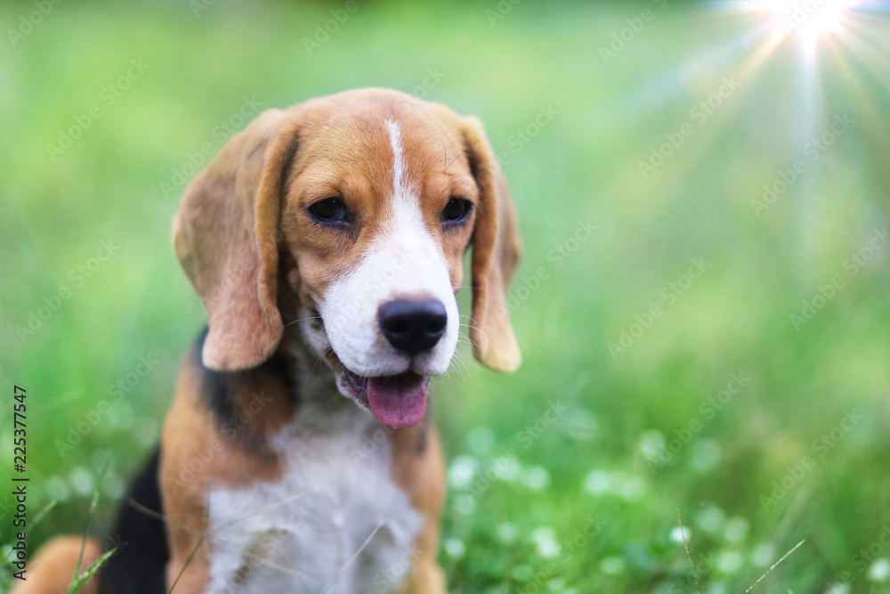Beagle dog sitting on the wild flower field.