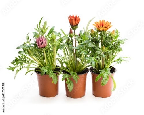Colorful Gazania plants in the flowerpot isolated on white