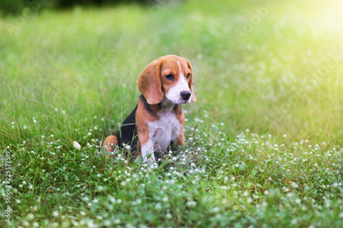 Beagle dog sitting on the wild flower field.