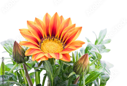 Colorful Gazania plant isolated on white