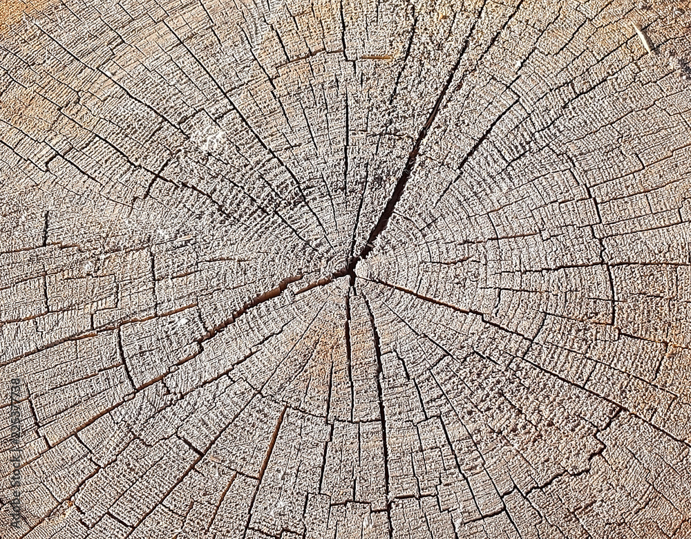 Natural wood texture of tree stump. vintage background with cracks