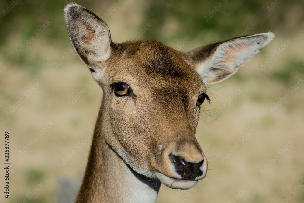 Wild deer head