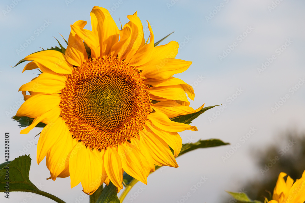 Einzelne Sonnenblume vor blauem Hintergrund (Himmel)