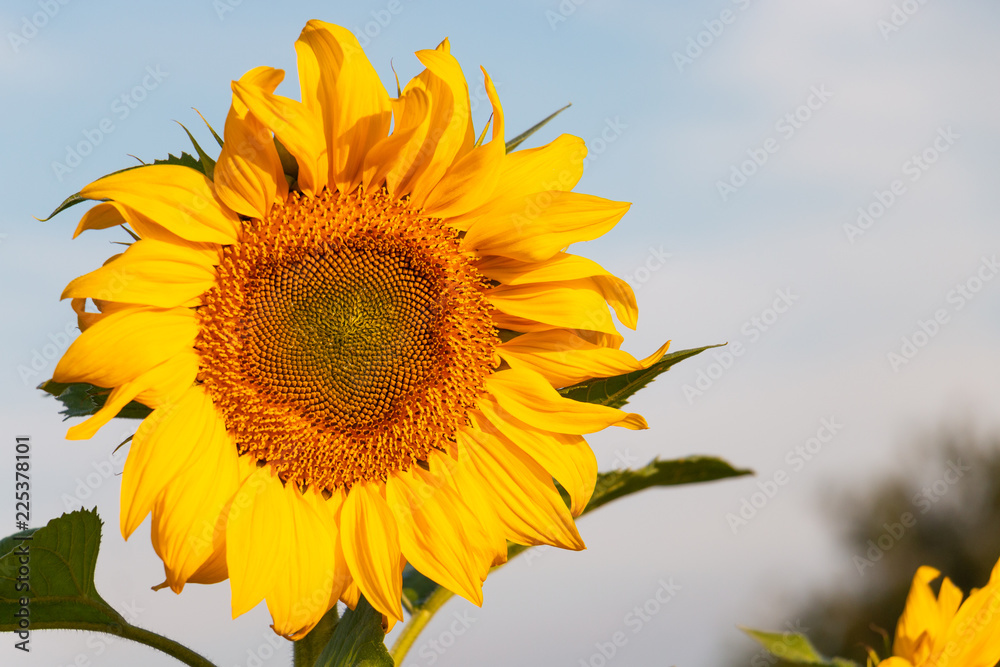 Einzelne Sonnenblume vor blauem Hintergrund (Himmel) Einzelne Sonnenblume vor blauem Hintergrund (Himmel)