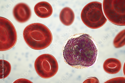 Lymphoblast, an immature white blood cell photo