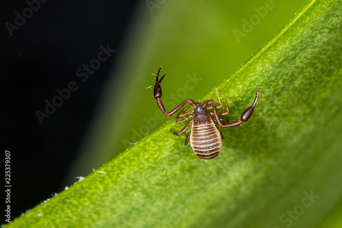 A 3mm long book scorpion with pincers