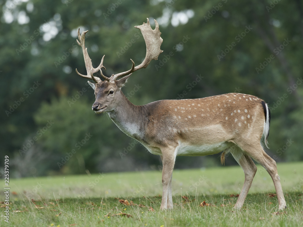 Fototapeta premium Fallow deer (Dama dama)