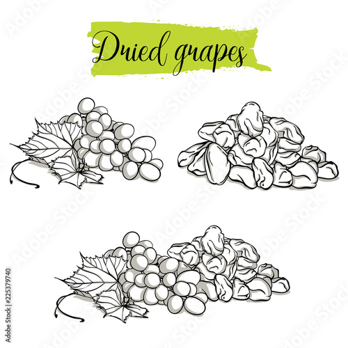 Hand drawn sketch style Grapes set. Single, group fruits, dried, raisin, branch of grapes. Organic food, vector doodle illustrations collection isolated on white background..