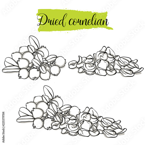 Hand drawn sketch style Cornelian set. Single, group fruits, dried Dogwood. Organic food, vector doodle illustrations collection isolated on white background.