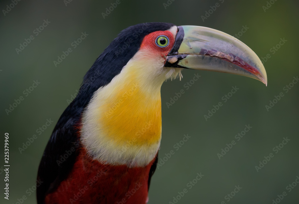 Obraz premium Red-breasted Toucan - tucano-de-bico-verde (Ramphastos dicolorus)