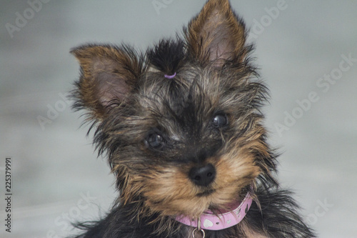 Cachorro