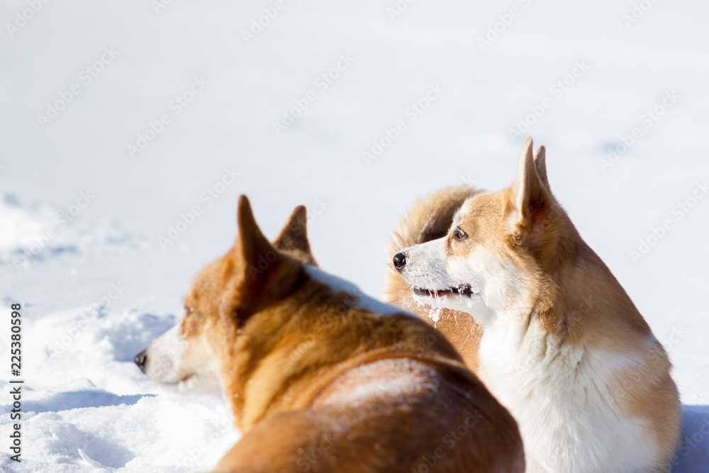 Adorable welsh corgi pembrokes walks outdoor at winter Adorable welsh corgi pembrokes walks outdoor at winter