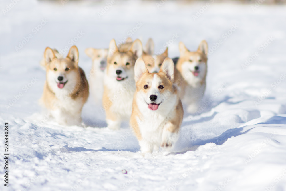 Adorable welsh corgi pembrokes walks outdoor at winter Adorable welsh corgi pembrokes walks outdoor at winter