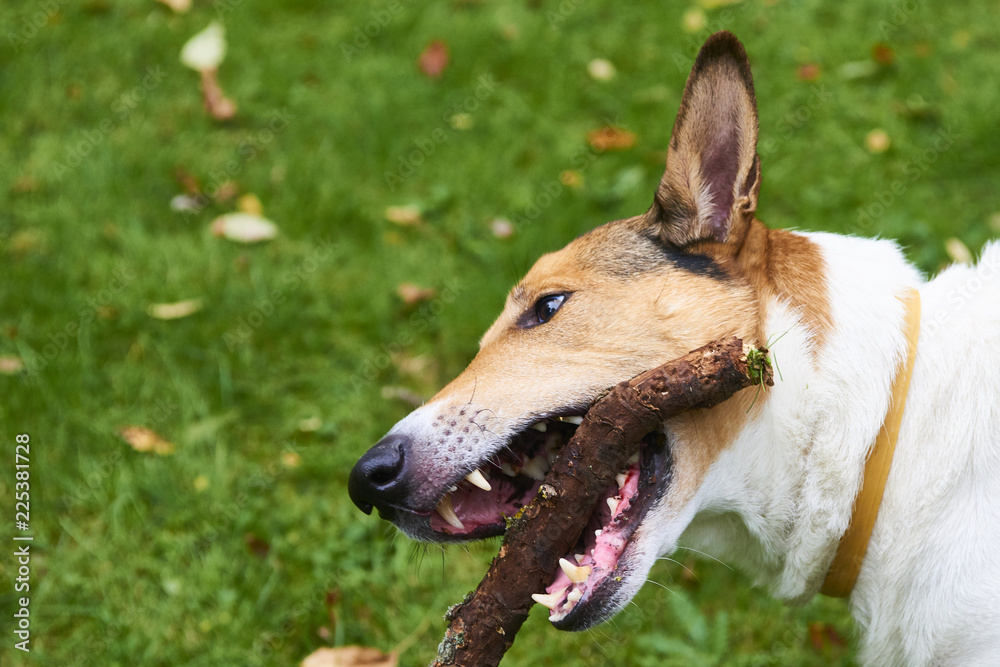 Fototapeta premium Smooth collie dog biting stick 
