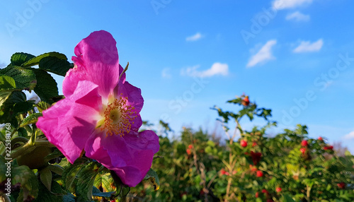 Rose hip flower-autumn smile. A beautiful pink flower on a fruit-strewn Bush.