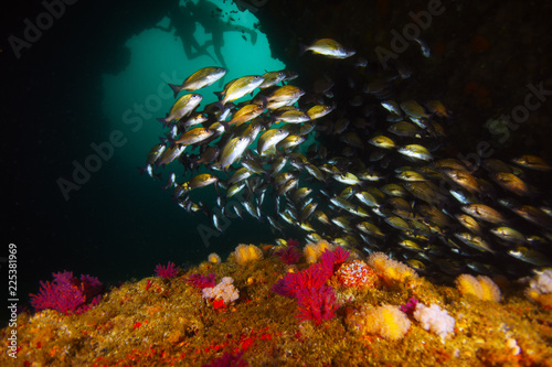 Obraz na plátně Rich reef in the Indian Ocean