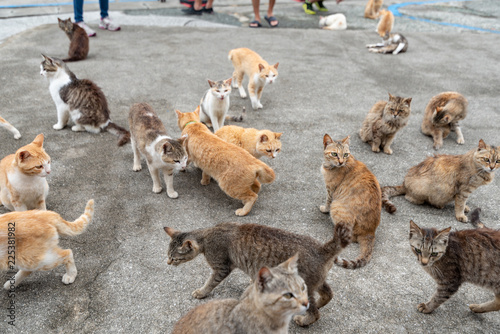 Japan Cat Island photo