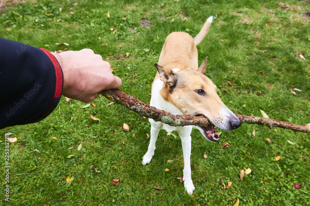 Male training or playing with a Smooth collie dog while it biting a stick, concept of control of aggression, outdoor selective focus shot Male training or playing with a Smooth collie dog while it biting a stick, concept of control of aggression, outdoor selective focus shot