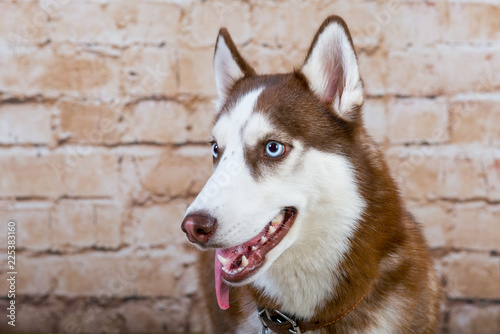 Husk breed dog posing in studio. The basics of training pets.