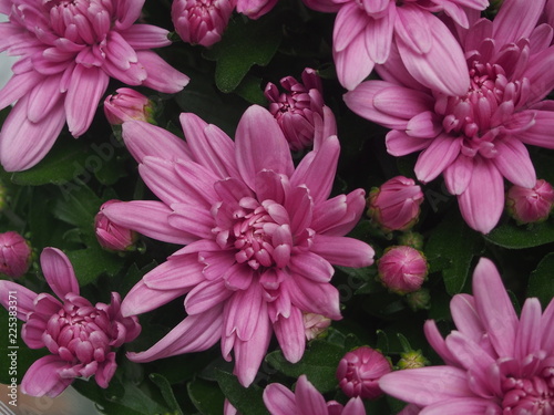 Flowering chrysanthemum Bush. The buds are a light lilac color.