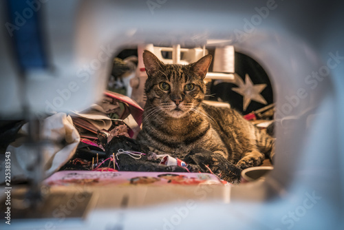 Chat dans un atelier de couture couture