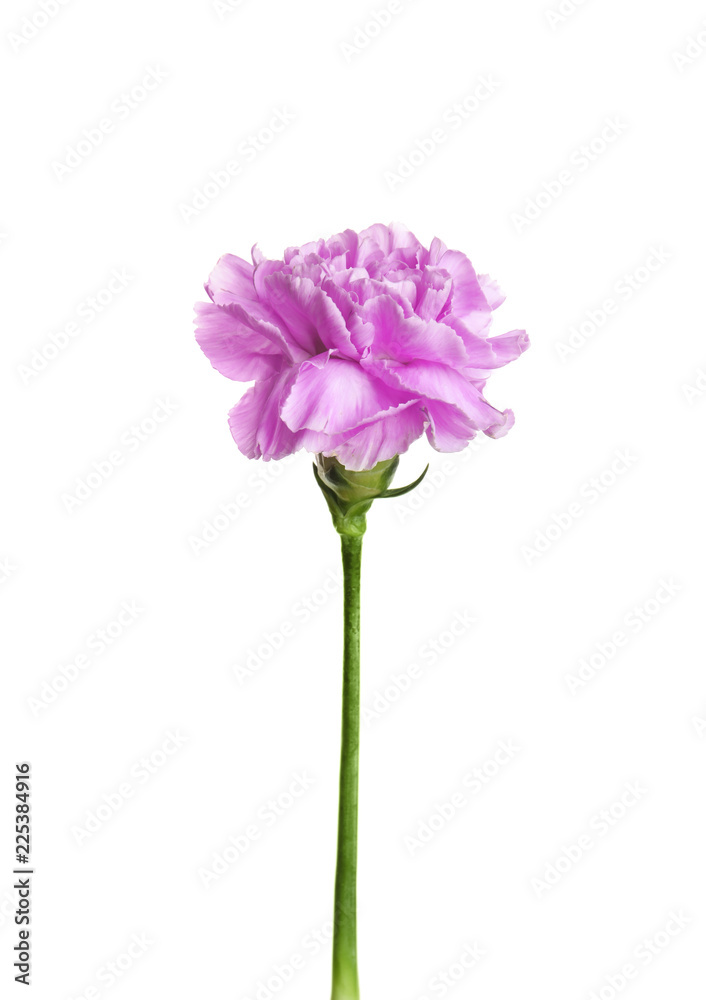 Beautiful blooming violet carnation on white background Beautiful blooming violet carnation on white background