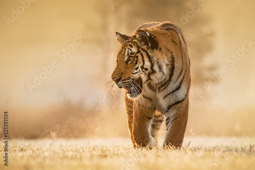 Tiger runs behind the prey. Hunt the prey in tajga in summer time. Tiger in wild summer nature. Action wildlife scene, danger animal. photo