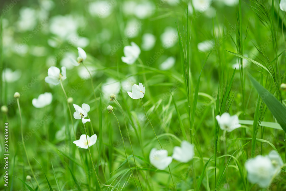 flower flower