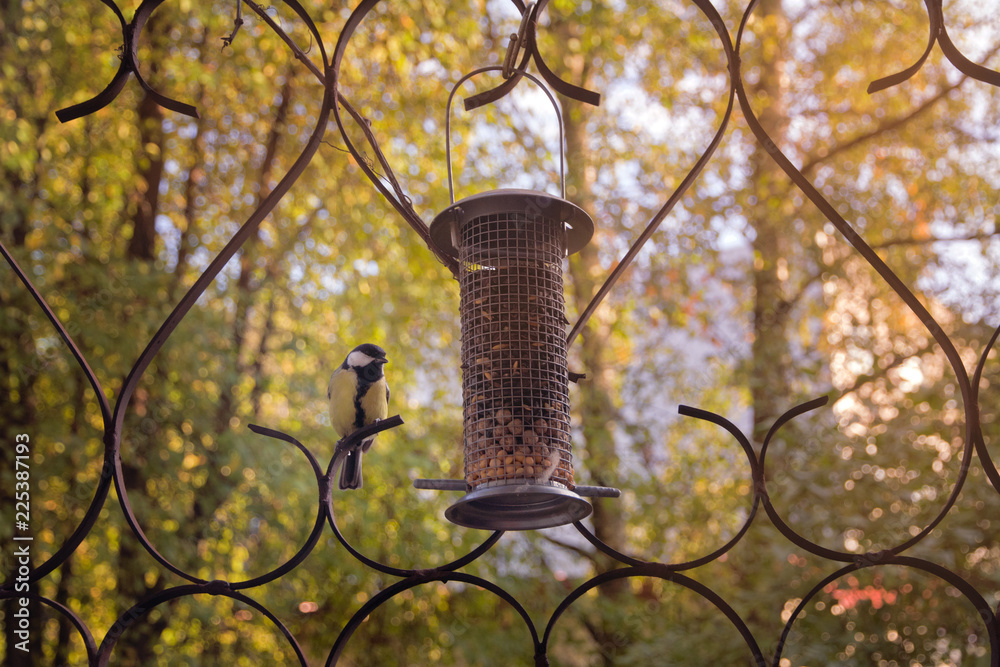 The titmouse looks at a birds feeder