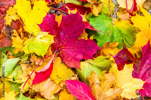 Abstract background of autumn leaves. Autumn background.