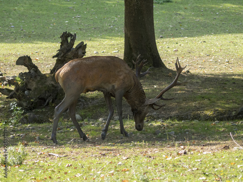 Un grand cerf élaphe (Cervus élaphus) mâle avec ses bois en lisière de forêt en Forêt-Noire. Allemagne photo