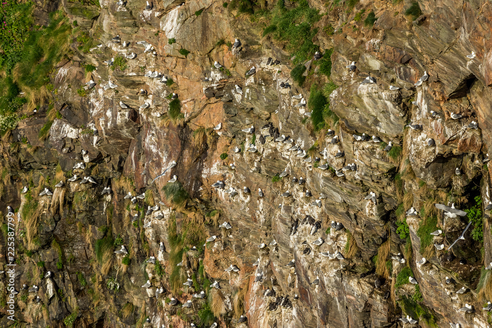 Obraz premium Cove Cliffs