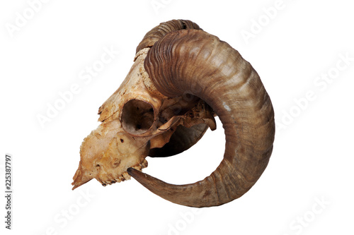 Old ram skull isolated on the white background