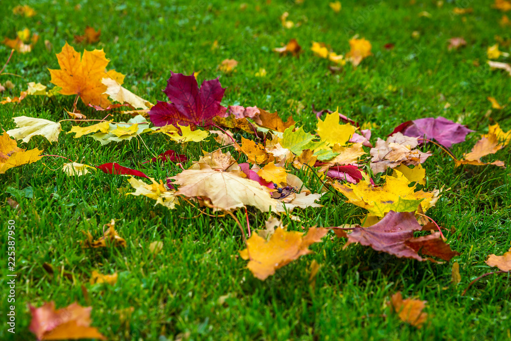 Yellow, orange and red autumn leaves in fall park. Autumn Leaves on ground. Yellow, orange and red autumn leaves in fall park. Autumn Leaves on ground.
