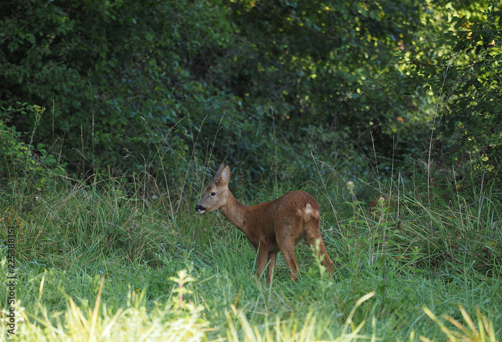 Une petite biche se nourrissant dans une prairie en lisière de bois