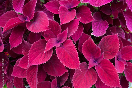 colorful coleus leaves background
