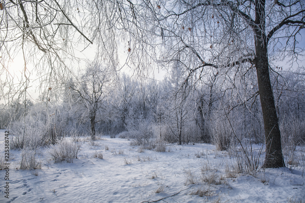 Forest glade in winter Forest glade in winter
