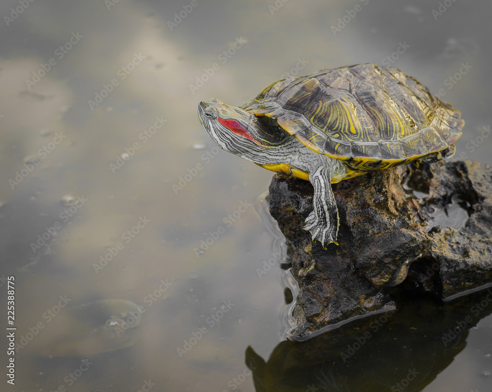 Obraz premium The red-eared turtle climbed out of the water on a stone.Trachemys scripta.