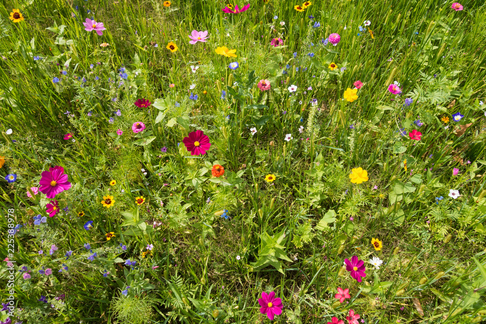 Wild Meadow with multicolored flowers, background