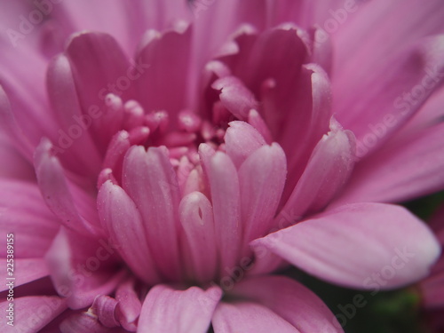 Close-up of a Bud of chrysanthemum flowers light lilac. 